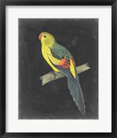 Dramatic Parrots VI Framed Print