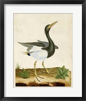 Framed Heron Portrait V