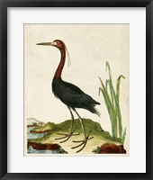 Heron Portrait VI Framed Print