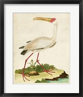 Heron Portrait VII Framed Print