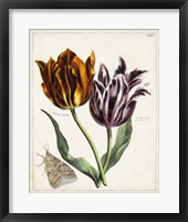 Tulip Classics I Framed Print