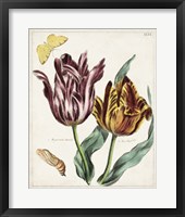 Tulip Classics II Framed Print