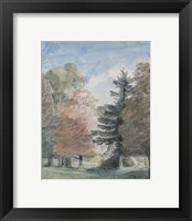 Framed Study of Trees in a Park