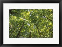 Framed Hardwood Forest Canopy IV
