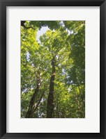 Framed Hardwood Forest Canopy I