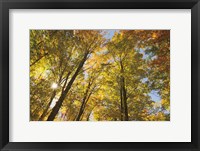 Framed Autumn Foliage Sunburst IV