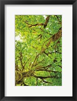 Framed Big Leaf Maple Trees V