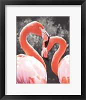 Framed Flamingo II on BW