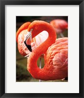 Framed Flamingo III