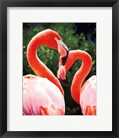 Framed Flamingo II