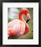 Framed Flamingo I