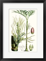 Tropical Plants III Framed Print