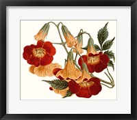 Framed Striking Coral Botanicals IV