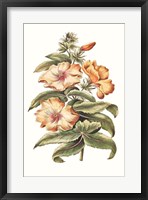 Framed Flowering Hibiscus I