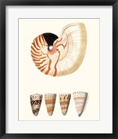 Shell Collection I Framed Print