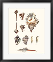 Shell Collection V Framed Print