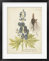 Eloquent Botanical II Framed Print