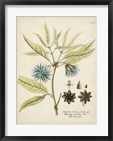 Eloquent Botanical III Framed Print