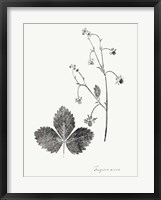 Botanical Imprint IV Framed Print