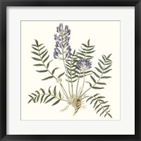 Framed 'Graceful Botanical I' border=