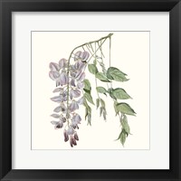 Framed 'Graceful Botanical II' border=