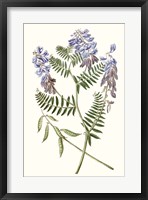 Graceful Botanical V Framed Print