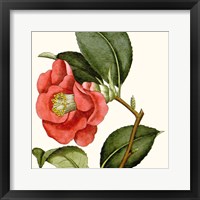 Cropped Antique Botanical III Framed Print