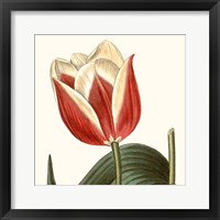 Cropped Antique Botanical IV Framed Print