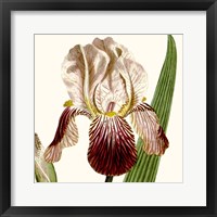 Cropped Antique Botanical VIII Framed Print