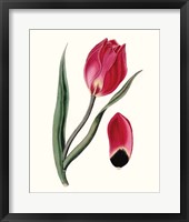 Roseate Blooms II Framed Print