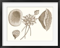 Sepia Water Lily I Framed Print