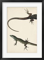Lizard Diptych I Framed Print