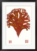 Striking Seaweed III Framed Print