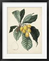 Antique Foliage & Fruit VI Framed Print