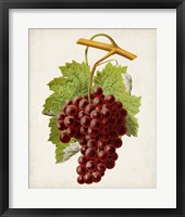 Antique Fruit III Framed Print