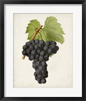 Antique Fruit VIII Framed Print