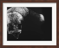 Framed Wild Scratchboard III