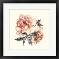 Framed 'Light of Day Rose II' border=