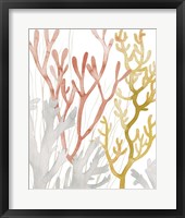 Desert Coral I Framed Print