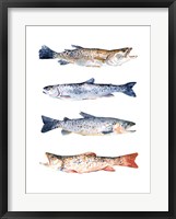Stacked Trout I Framed Print
