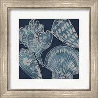 Framed 'Marine Shells II' border=