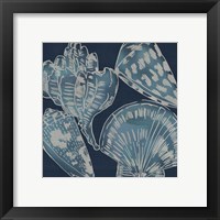 Framed 'Marine Shells II' border=