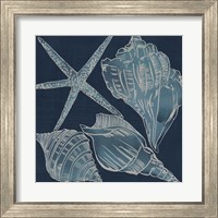 Framed 'Marine Shells III' border=