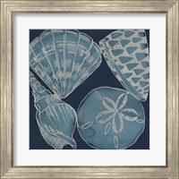 Framed 'Marine Shells IV' border=