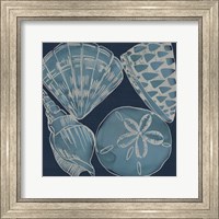 Framed 'Marine Shells IV' border=