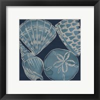 Framed 'Marine Shells IV' border=