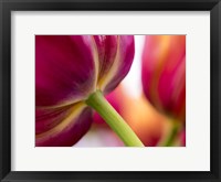 Framed Tulip Close-Ups 2, Lisse, Netherlands