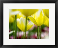 Framed Tulip Close-Ups 4, Lisse, Netherlands