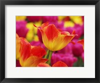 Framed Colorful Tulip 2, Netherlands