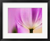 Framed Tulip Close-Up With Selective Focus 1, Netherlands